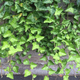Image for article titled iPhone 6s Camera Review: Apple Is No Longer the King of Mobile Photos